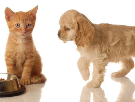 ADOPTION VS ACHAT D’UN CHaton / chiot