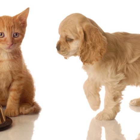 Entretien adoption chiot/chaton