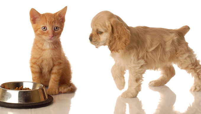 Costs of Pet Ownership / By Giselle Rodriguez