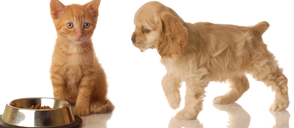 What To Expect From Your Pet Sitter