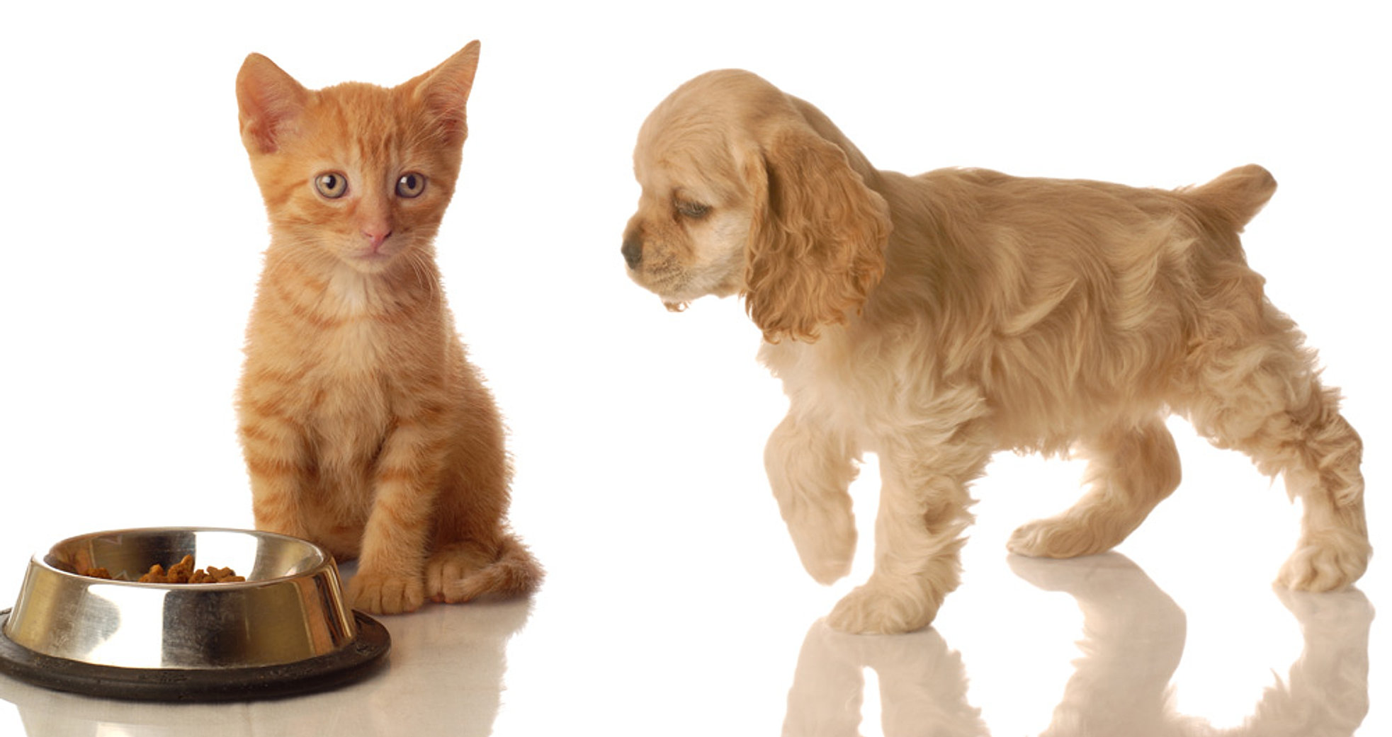 Pet Grooming Forney TX, Dog grooming Forney TX