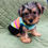Thumbnail: Yorkshire Terrier