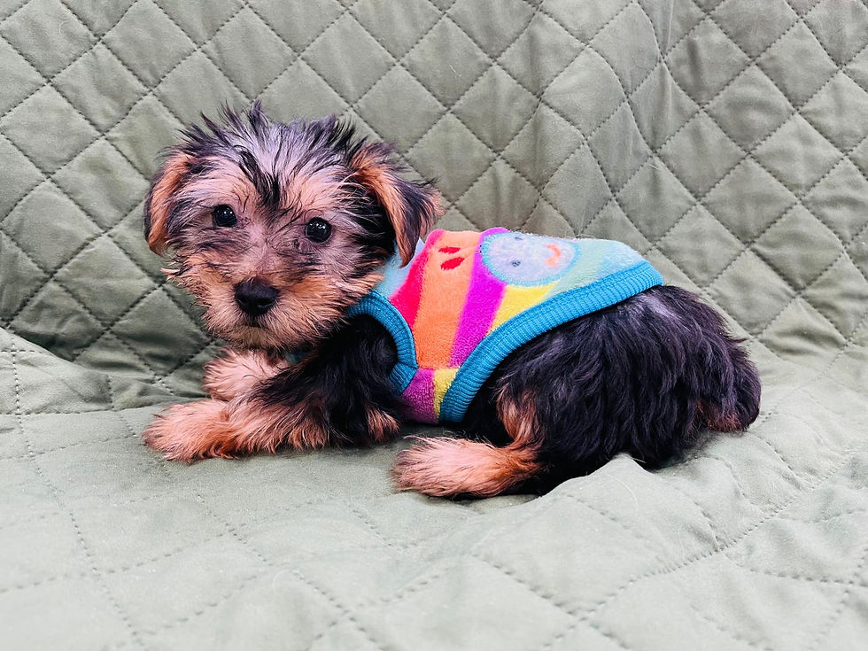 Yorkshire Terrier