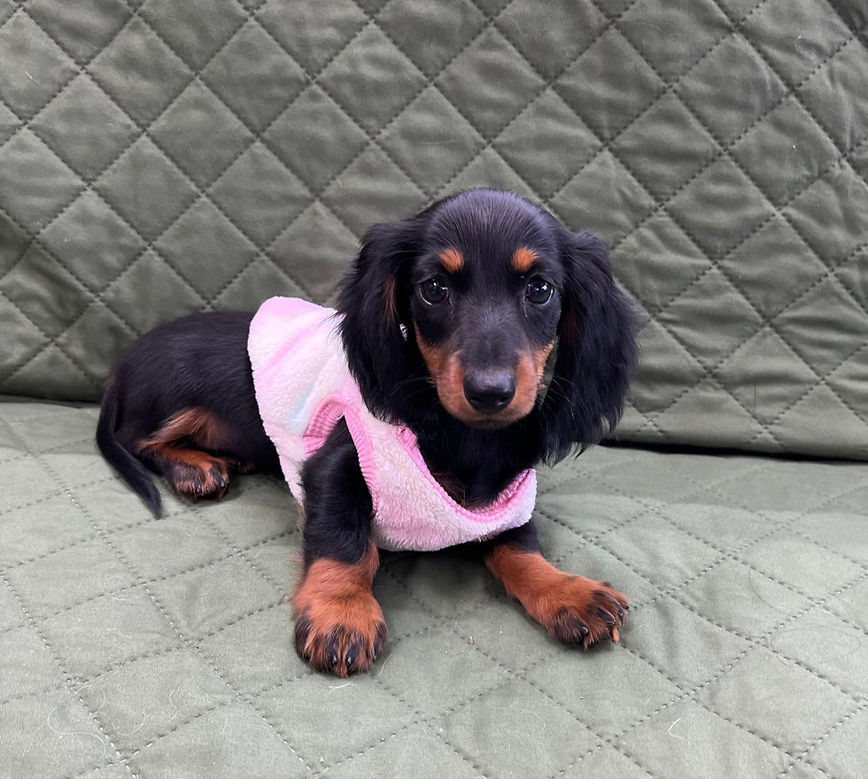 Dachshund