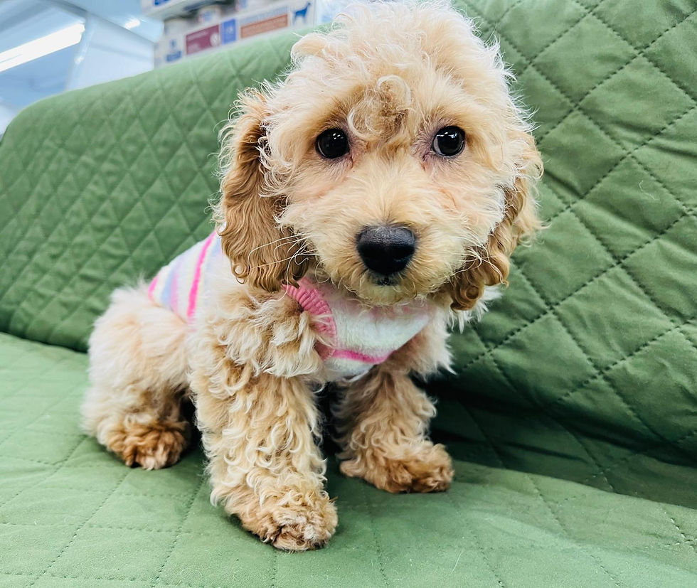 Cockapoo