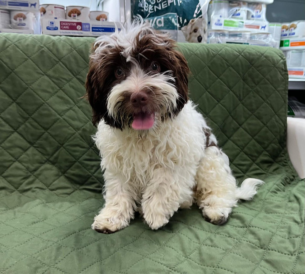 Havanese