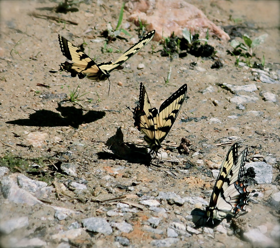 Black Sheep Photos and Design