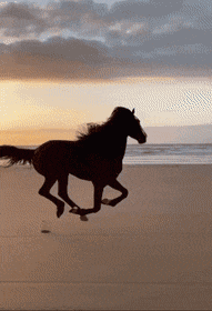 icegif-1403.gif