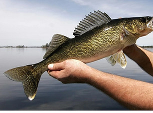 Walleye.jpg