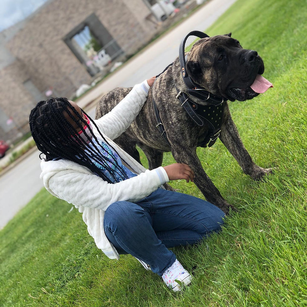 Top Benefits of Owning a Presa Canario