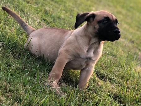 Choosing a Healthy Presa Canario Puppy