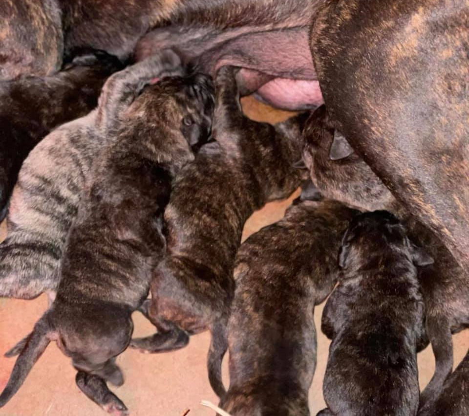 Thumbnail: Presa Canario Puppies