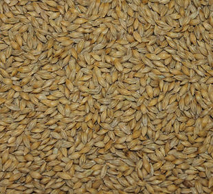 Esma ( Barley , Two-Row ).jpeg