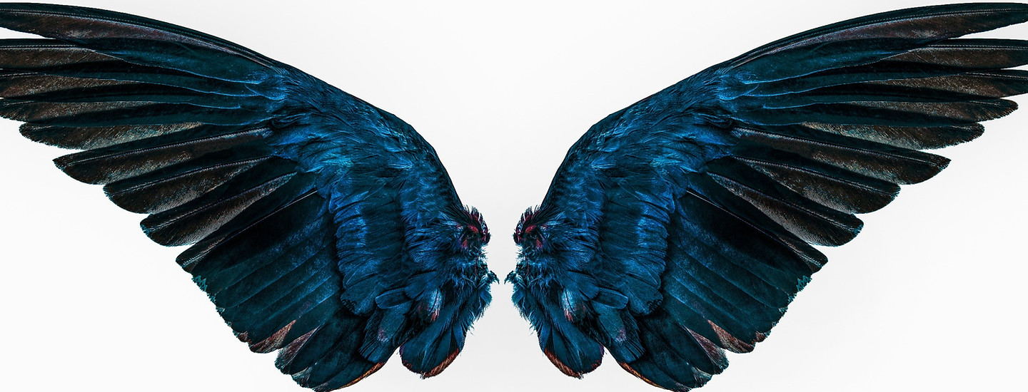 blue%20wings%20on%20white%20background_e