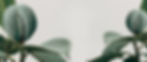 planta.jpg