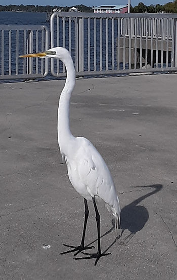 A white bird with a long neck and legs standing on a pier.