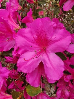 Pink Azalea flower