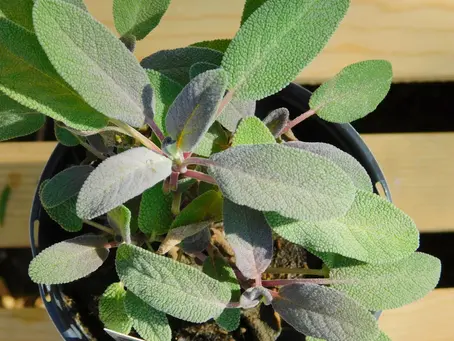 Keeping the Pests Away