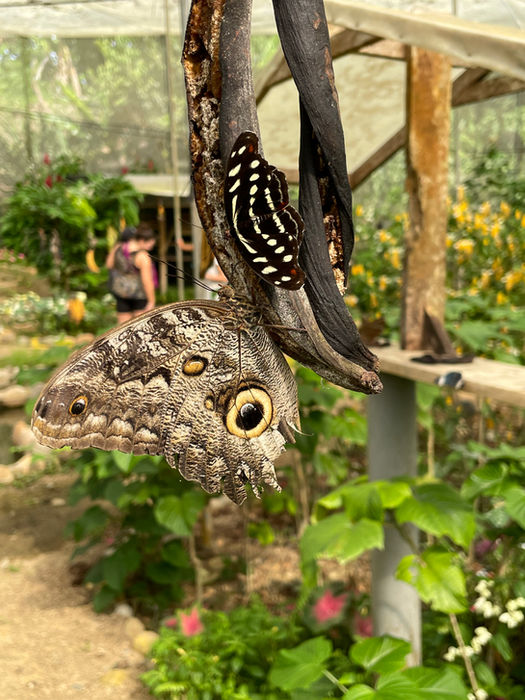 owl butterfly on tree branch