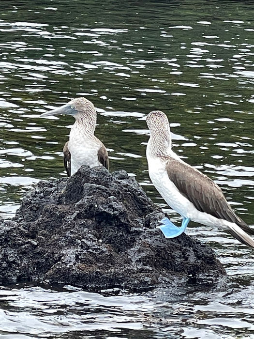 sea birds on rock
