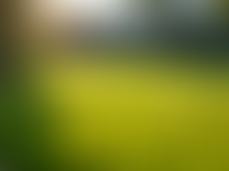 Transform Your Winter Lawn Care: Why Gympie Homeowners Can't Afford to Skip Professional Mowing