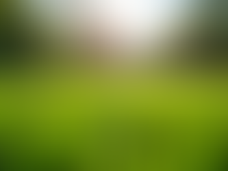 Preparing Your Lawn for Spring in Gympie Understanding the Rapid Transition from Winter to Growth