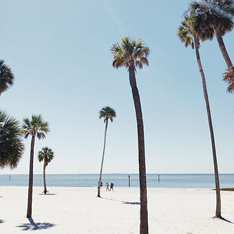 Palm Trees on a Beach