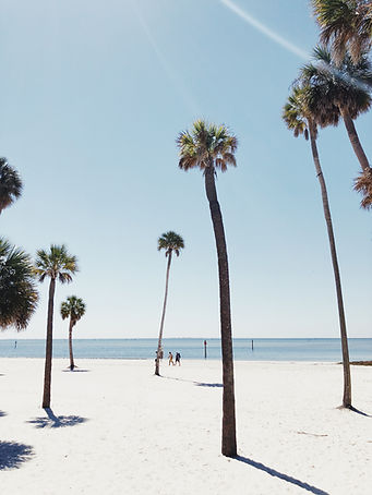Palm Trees on a Beach