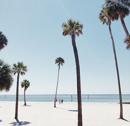 Palm Trees on a Beach