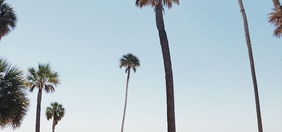 Palm Trees on a Beach