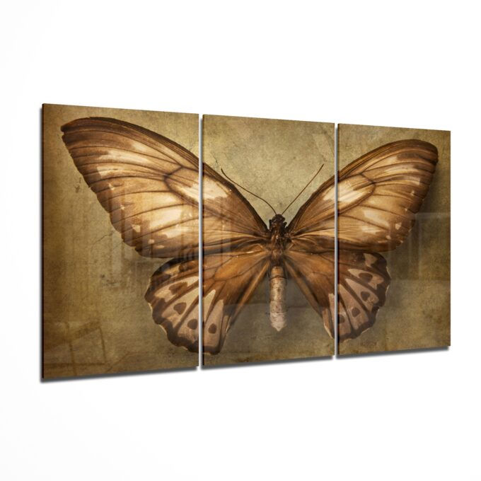 Butterfly - Trinity Glass Print Wall Art