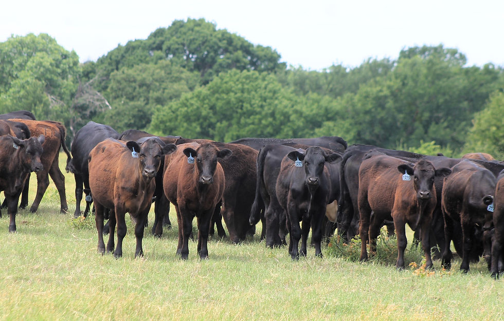 LOT - 1