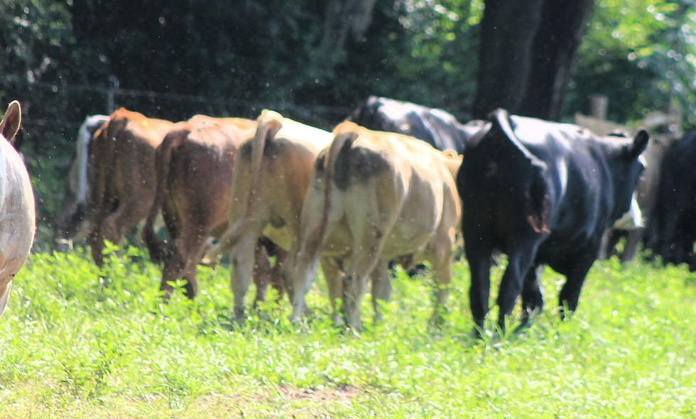 LOT-1