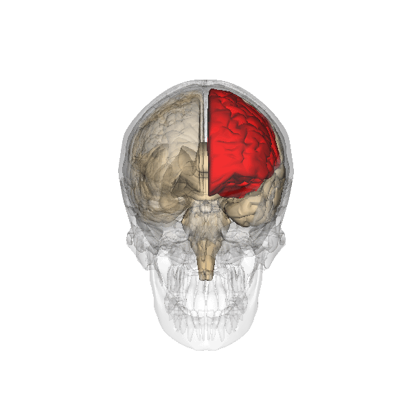 Frontal_lobe