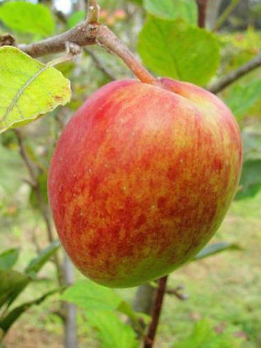 Anna Apple 2.jpeg