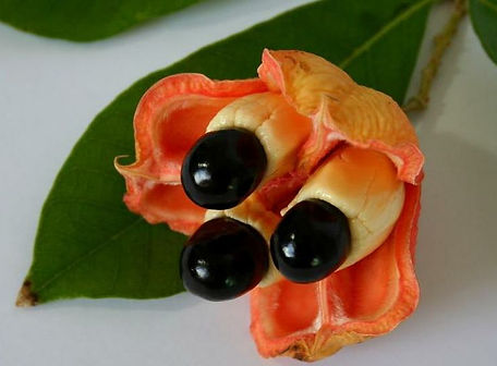 Ackee (5).jpg
