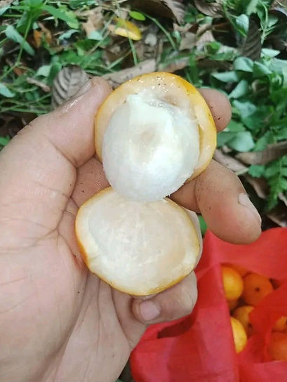 Achacha (3).jpg