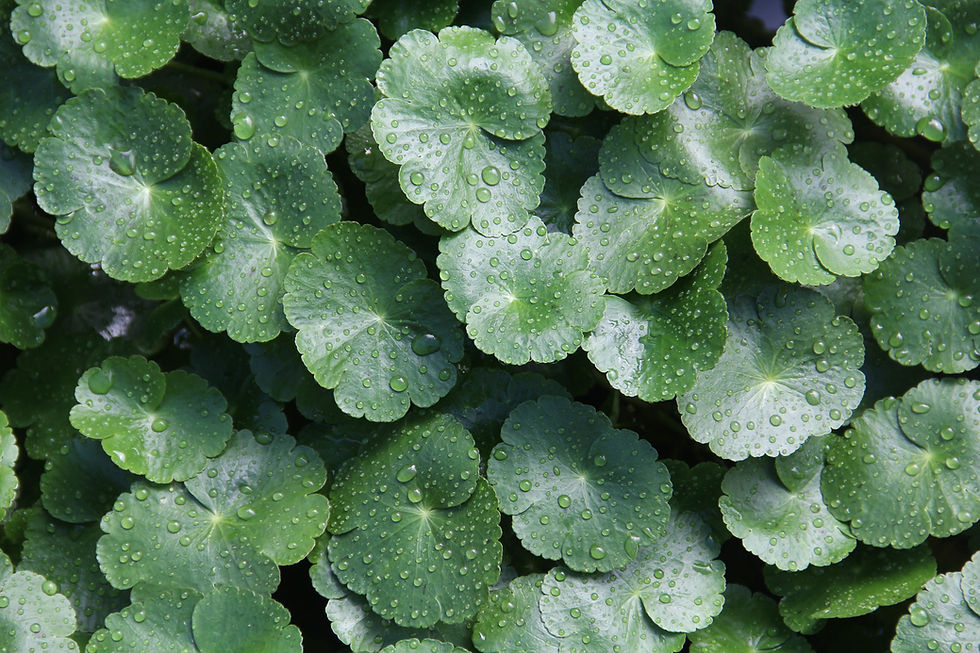 Centella asiatica: składnik „cica” między barierą a gojeniem