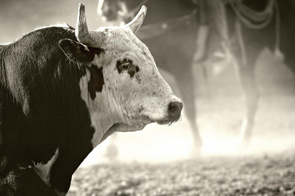 bull.jpg