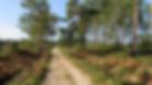 dorset-dogs-wareham-forest-2.jpeg