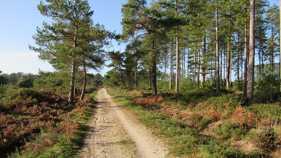 dorset-dogs-wareham-forest-2.jpeg