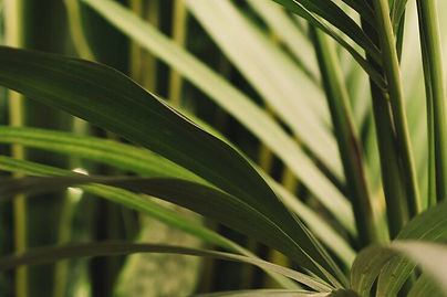 exotic-leaves_23-2147685432.jpg