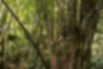 tropical-bamboo-forest-daylight (1).jpg