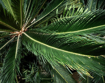 top-view-tropical-leaves-background.jpg