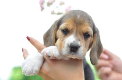 13627079_1041830809186111_7504495356992545551_n