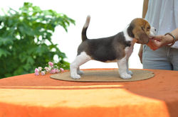 13606954_1041852999183892_1716084021052718038_n