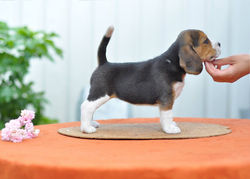 13627171_1041279365907922_7219706743299883522_n