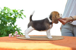 13592715_1041852995850559_7627179254093617855_n