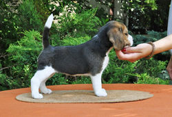 13567076_1041101279259064_4091456824369474374_n