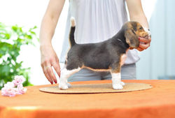 13532762_1041279412574584_5858844478934067677_n